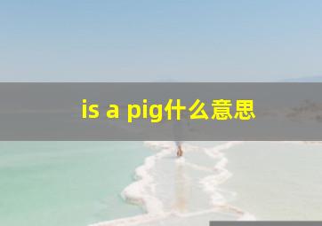 is a pig什么意思